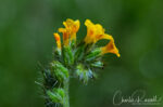 Amsinckia lycopsoides Tarweed fiddleneck, Amsinckia lycopsoides