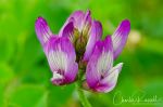 Astragalus tener var. ferrisiae, CNPS 1B.1. Very difficult to distinguish from Alkali milkvetch, Astragalus tener var. tener, which is CNPS ranked 1B.2. Both are native/endemic Astragalus tener var. ferrisiae