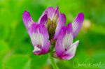 Astragalus tener var. ferrisiae, CNPS 1B.1. Very difficult to distinguish from Alkali milkvetch, Astragalus tener var. tener, which is CNPS ranked 1B.2. Ferris' Milkvetch, Astragalus tener var. ferrisiae