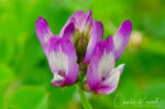 Astragalus tener var. ferrisiae, CNPS 1B.1. Very difficult to distinguish from Alkali milkvetch, Astragalus tener var. tener, which is CNPS ranked 1B.2. Ferris' Milkvetch, Astragalus tener var. ferrisiae