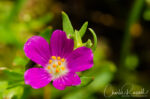 Calandrinia menziesii Red Maids, Calandrinia menziesii