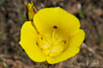 Calochortus luteus, aka Yellow mariposa lily Gold nuggets. Calochortus luteus