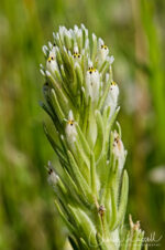 Castilleja attenuata Valley Tassels, Castilleja attenuata