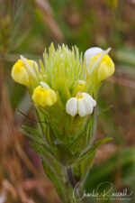 Castilleja rubicundula ssp. lithospermoides Cream sacs, Castilleja rubicundula ssp. lithospermoides