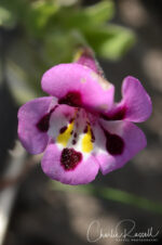 Diplacus tricolor, formerly Mimulus tricolor Tricolored Monkeyflower, Diplacus tricolor