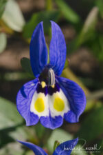 Downingia insignis Cupped downingia, Downingia insignis