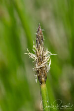 Eleocharis macrostachya Common Spikerush, Eleocharis macrostachya