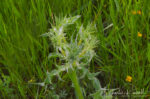 CNPS Rare Plant Rank: 1B.2 Eryngium jepsonii