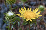 Grindelia camporum Gumweed, Grindelia camporum