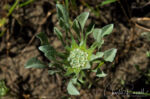 Hesperevax caulescens, aka Dwarf cudweed. CNPS rare plant 4.2 (limited distribution) Hogwallow starfish, Hesperevax caulescens