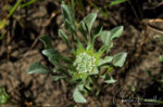 Hesperevax caulescens, aka Dwarf cudweed. CNPS rare plant 4.2 (limited distribution) Hogwallow starfish, Hesperevax caulescens