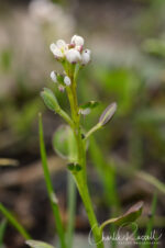 Lepidium nitidum Shining Peppergrass, Lepidium nitidum