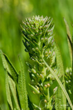 Lepidium latipes var heckardii, endemic. CNPS Rare Plant Rank: 1B.2 Heckard's Peppergrass, Lepidium latipes var heckardii