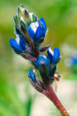 Lupinus bicolor Miniature Lupine, Lupinus bicolor