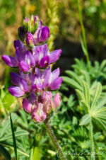 Lupinus microcarpus var microcarpus Chick Lupine, Lupinus microcarpus var microcarpus