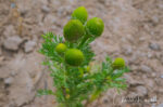 Matricaria discoidea Pineapple weed, Matricaria discoidea
