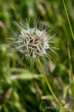 Microseris douglasii ssp. douglasii seed head Douglas' silverpuffs, Microseris douglasii ssp. douglasii