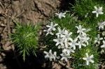 Navarretia leucocephala ssp. bakeri, listed as CNPS 1B.1 Rare or endangered, native Navarretia leucocephala ssp. bakeri