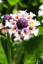 Phyla nodiflora Turkey Tangle Fogfruit, Phyla nodiflora
