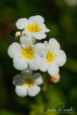 Plagiobothrys stipitatus var micranthus. Small flowers Vernal Pool Popcornflower, Plagiobothrys stipitatus var micranthus