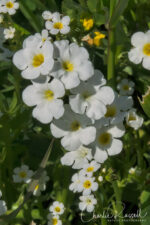 A garland of popcornflower, showing the difference in size between Stalked Popcornflower (Plagiobothrys stipitatus var stipitatus) at the top, and the smaller Vernal Pool Popcornflower (Plagiobothrys stipitatus var micranthus) at the bottom. Plagiobothrys stipitatus