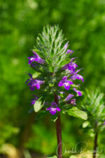 Pogogyne douglasii Douglas' Beardstyle, Pogogyne douglasii