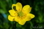 Ranunculus canus Sacramento Valley Buttercup, Ranunculus canus