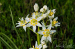Toxicoscordion fremontii Fremont's Star Lily, Toxicoscordion fremontii