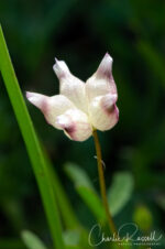 Trifolium depauperatum var amplectens Cowbag Clover, Trifolium depauperatum var amplectens