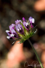 Trifolium willdenovii Tomcat clover, Trifolium willdenovii