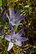 Triteleia laxa, native. aka Wally baskets. Taller, branched head, when compared to Brodiaea Ithuriel's spear, Triteleia laxa