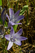 Triteleia laxa, native. aka Wally baskets. Taller, branched head, when compared to Brodiaea Ithuriel's spear, Triteleia laxa