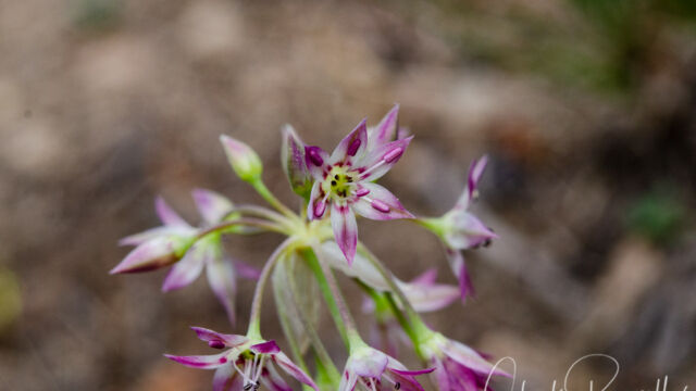 Allium campanulatum Sierra onion, Allium campanulatum