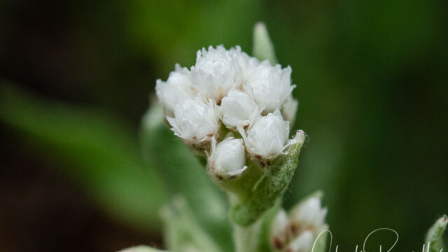Anaphalis margaritacea Pearly everlasting, Anaphalis margaritacea