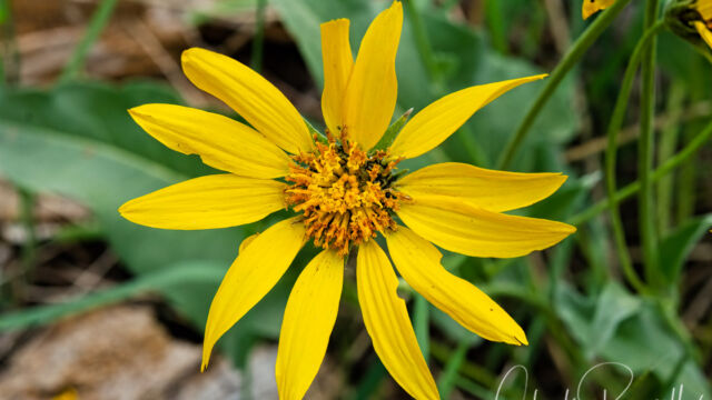 Balsamorhiza sagittata Arrowleaf balsamroot, Balsamorhiza sagittata