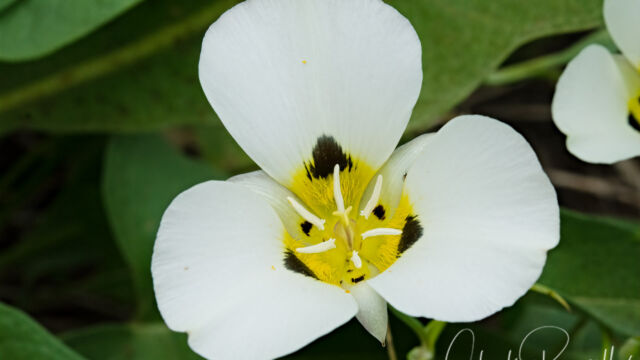 Calochortus leichtlinii Leichtlin's mariposa lily, Calochortus leichtlinii