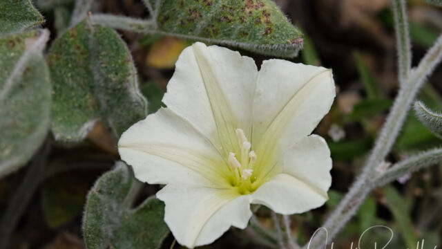 Calystegia malacophylla Sierra morning glory, Calystegia malacophylla