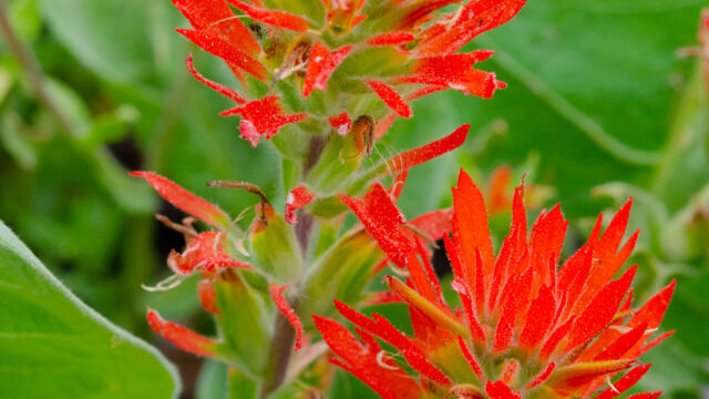 Castilleja applegatei ssp. pinetorum Wavy leaved indian paintbrush, Castilleja applegatei ssp. pinetorum