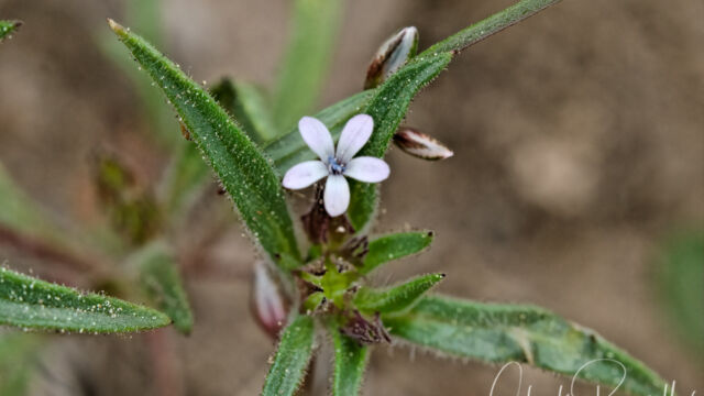 Collomia tinctoria Staining collomia, Collomia tinctoria