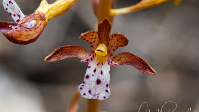 Corallorhiza maculata Spotted coralroot, Corallorhiza maculata