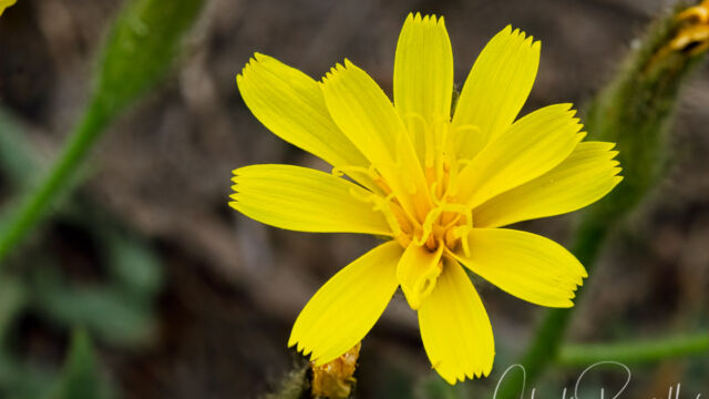 Crepis occidentalis Western hawksbeard, Crepis occidentalis