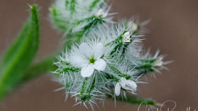 Cryptantha torreyana Torrey's cryptantha, Cryptantha torreyana