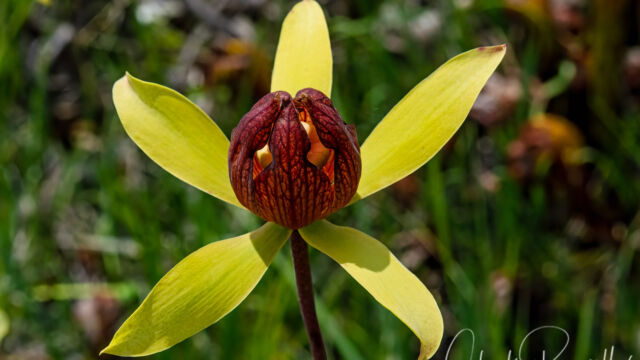 Darlingtonia californica California pitcher plant, Darlingtonia californica