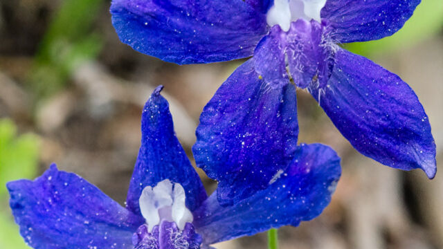 Delphinium nuttallianum Meadow larkspur, Delphinium nuttallianum