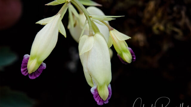 Dicentra formosa ssp. oregona Oregon Bleeding Heart, Dicentra formosa ssp. oregona