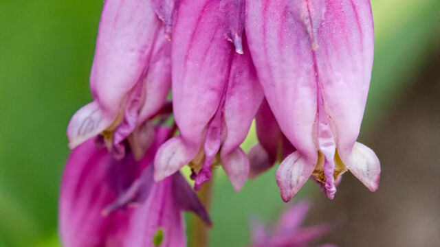 Dicentra formosa Pacific bleeding heart, Dicentra formosa
