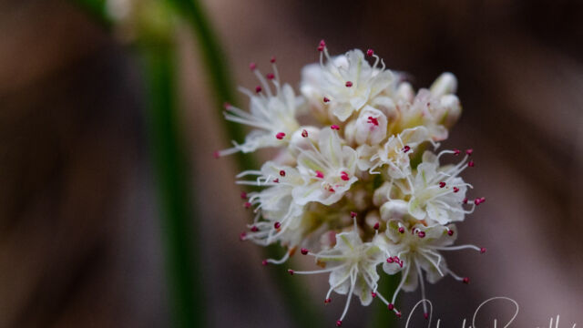 Eriogonum nudum Naked buckwheat, Eriogonum nudum