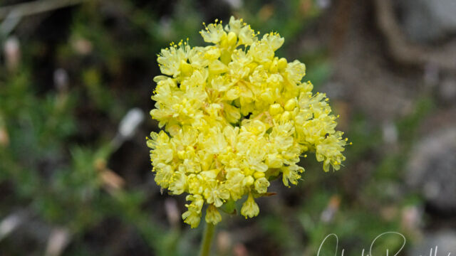 Eriogonum sp. possibly Eriogonum umbellatum Buckwheat, Eriogonum sp. possibly Eriogonum umbellatum