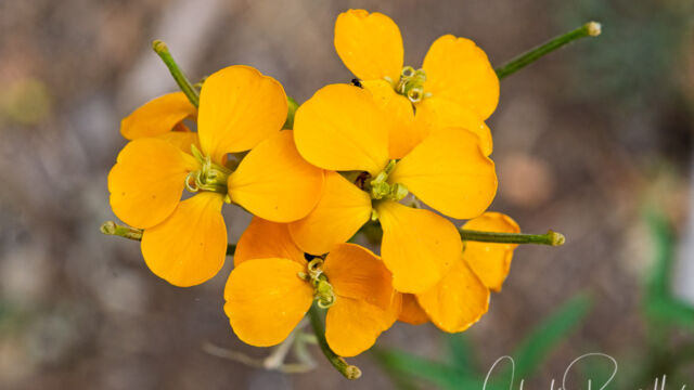 Erysimum capitatum var. capitatum Sanddune wallflower, Erysimum capitatum var. capitatum