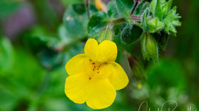 Erythranthe guttata Seep Monkey Flower, Erythranthe guttata